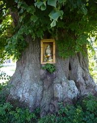 Marienlinde,Linden